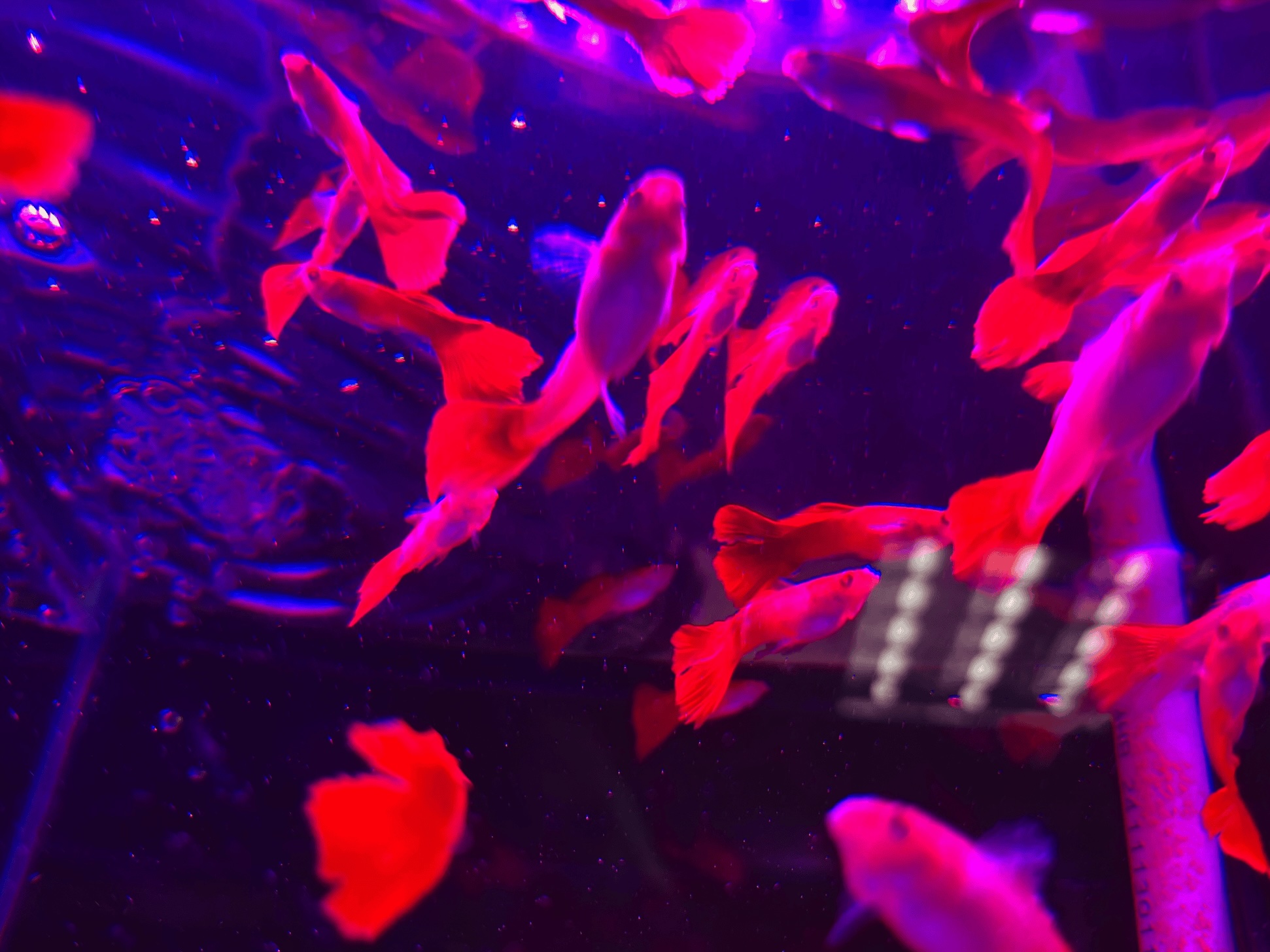 Looking up at the fish in the aquarium